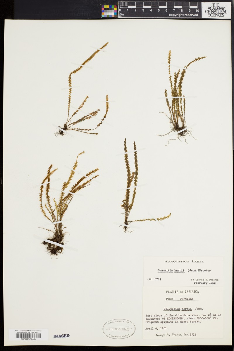 Hart's Lellingeria photo 2
