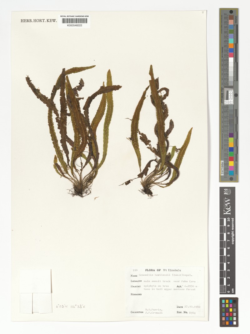 Grammitis havilandii photo 2