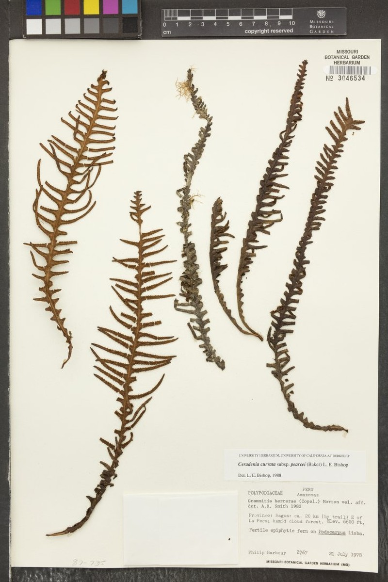 Grammitis herrerae