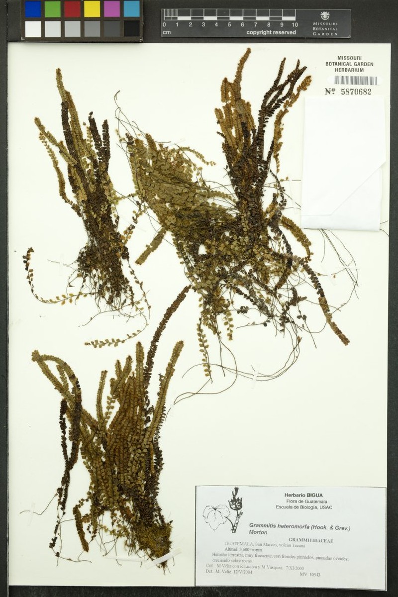 Grammitis heteromorpha