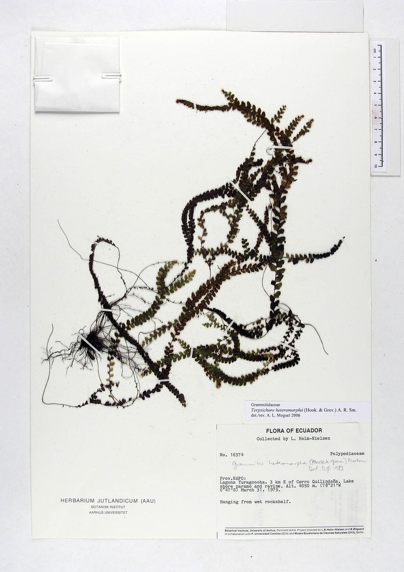 Grammitis heteromorpha photo 2