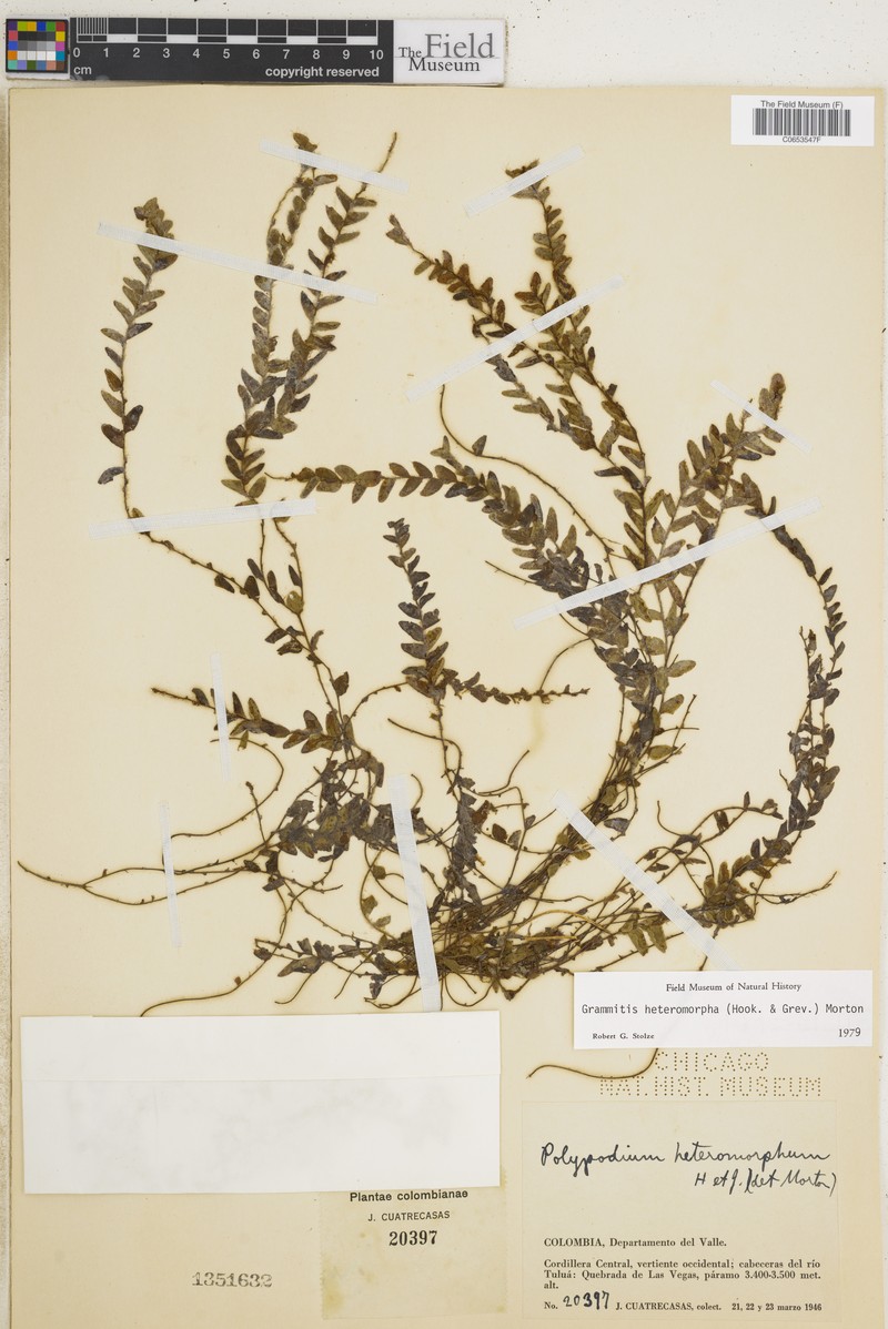Grammitis heteromorpha photo 3