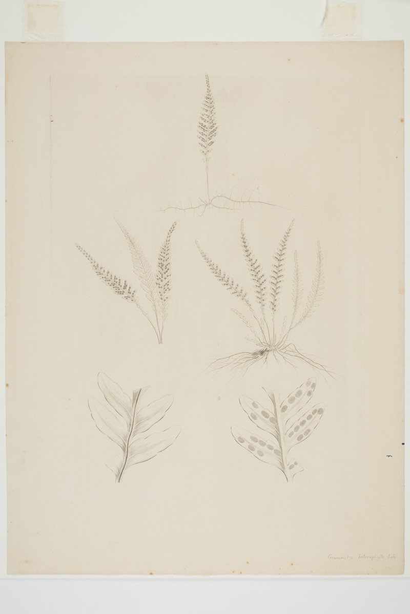 Grammitis heterophylla