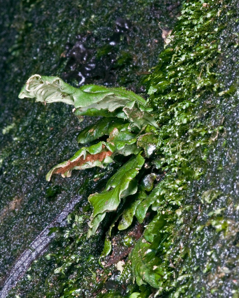 Grammitis heterophylla photo 2