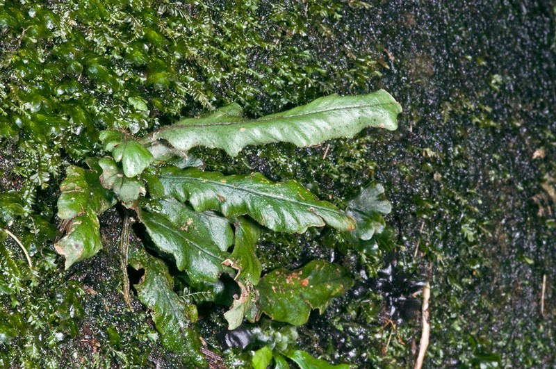 Grammitis heterophylla photo 3