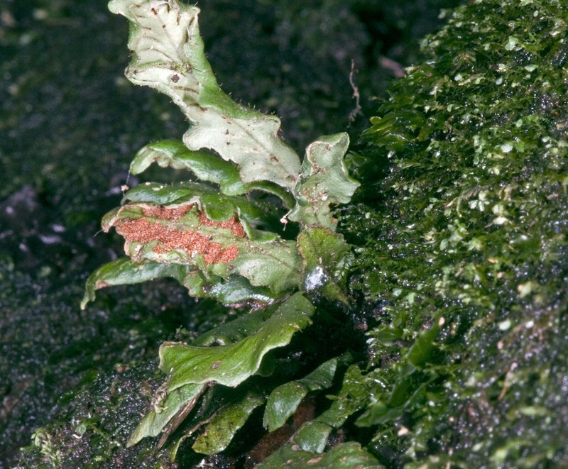 Grammitis heterophylla photo 4