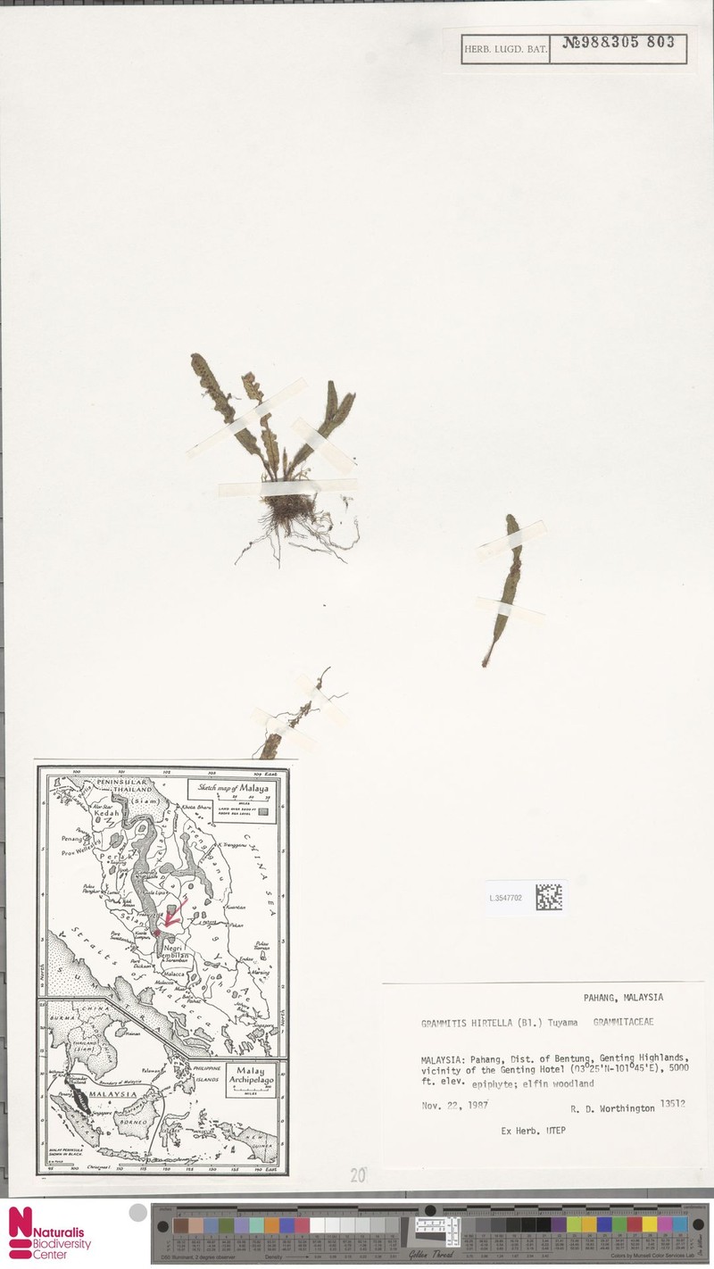 Grammitis hirtella