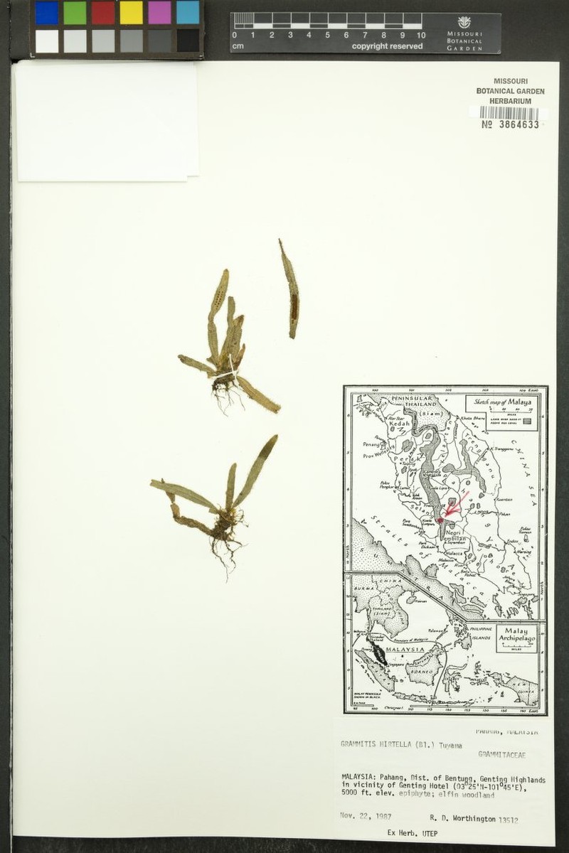 Grammitis hirtella photo 2