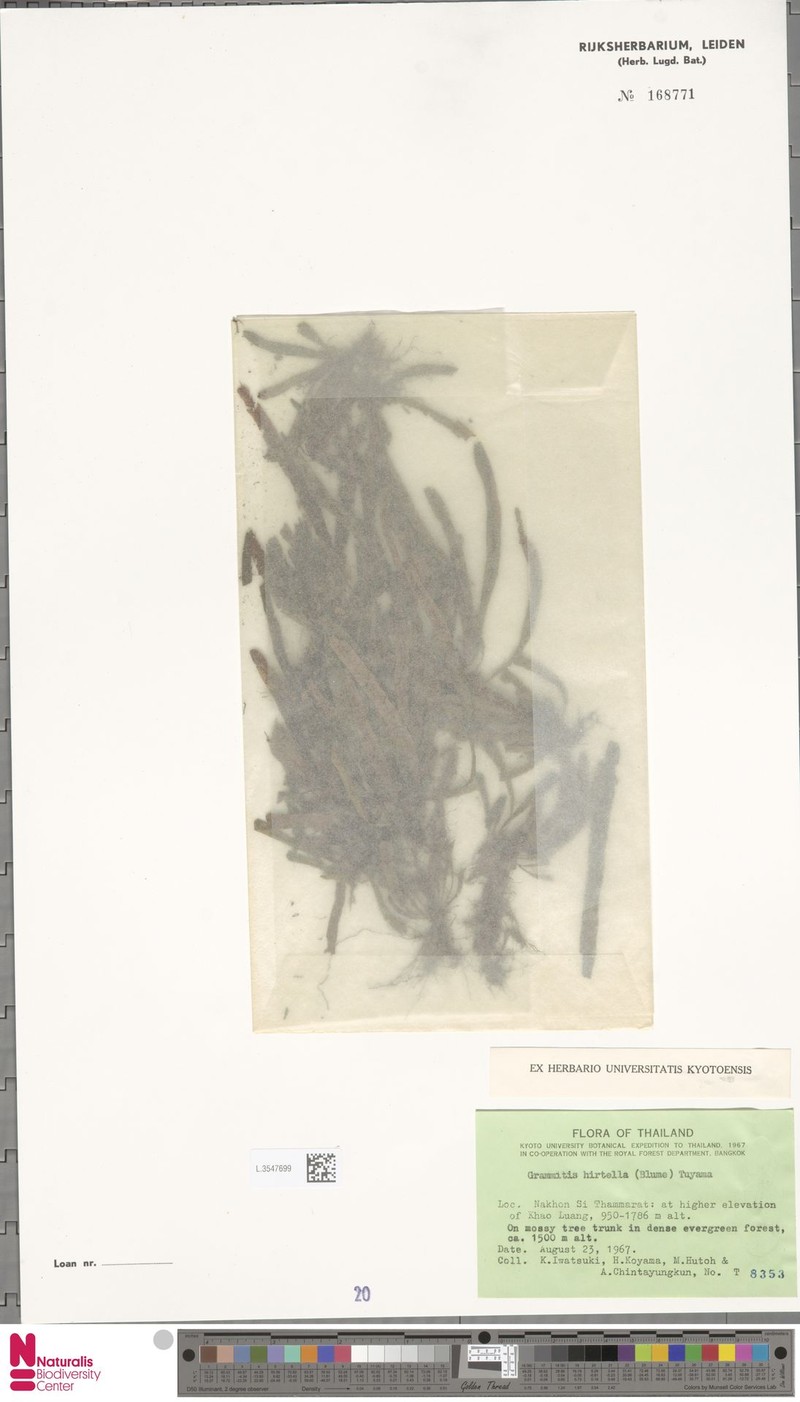 Grammitis hirtella photo 3