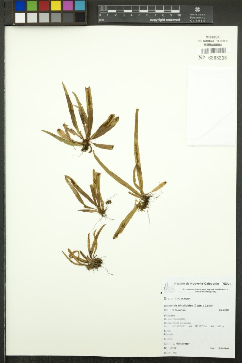 Grammitis hirtelloides