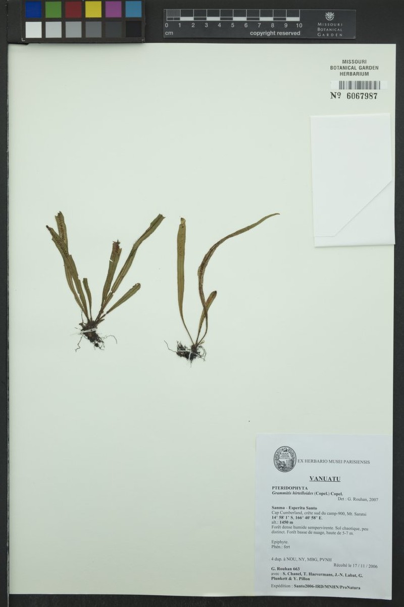 Grammitis hirtelloides photo 2