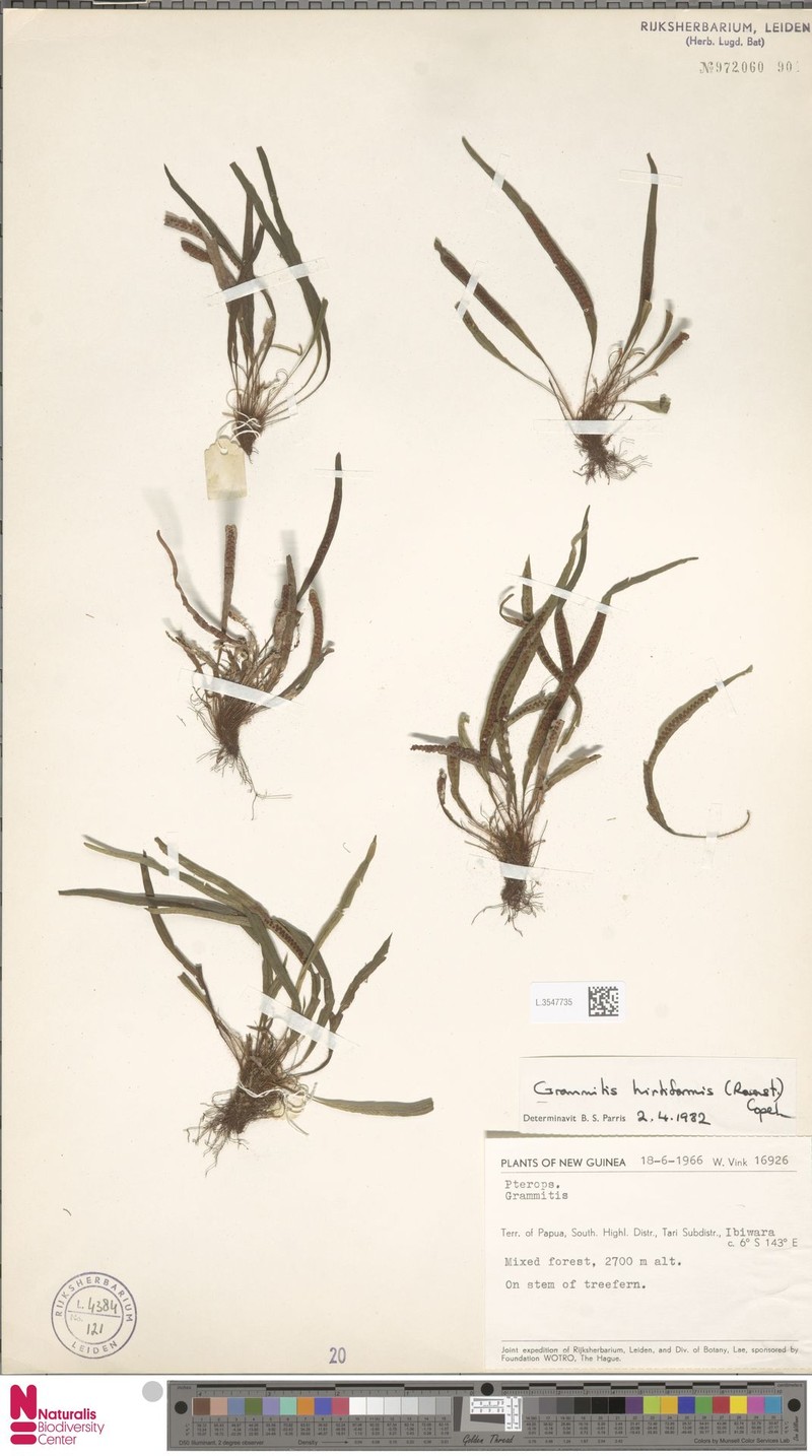 Grammitis hirtiformis