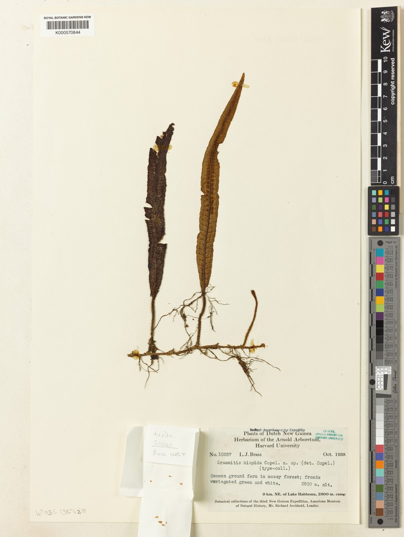 Grammitis hispida