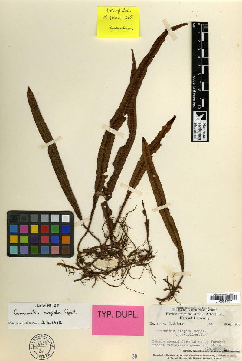 Grammitis hispida photo 2