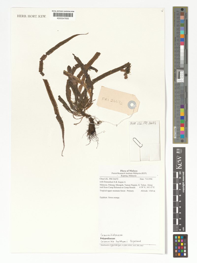 Grammitis holttumii