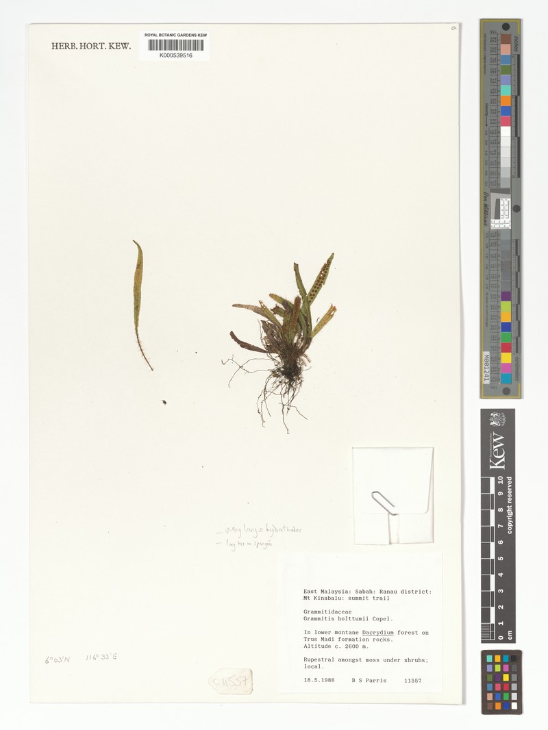 Grammitis holttumii photo 2