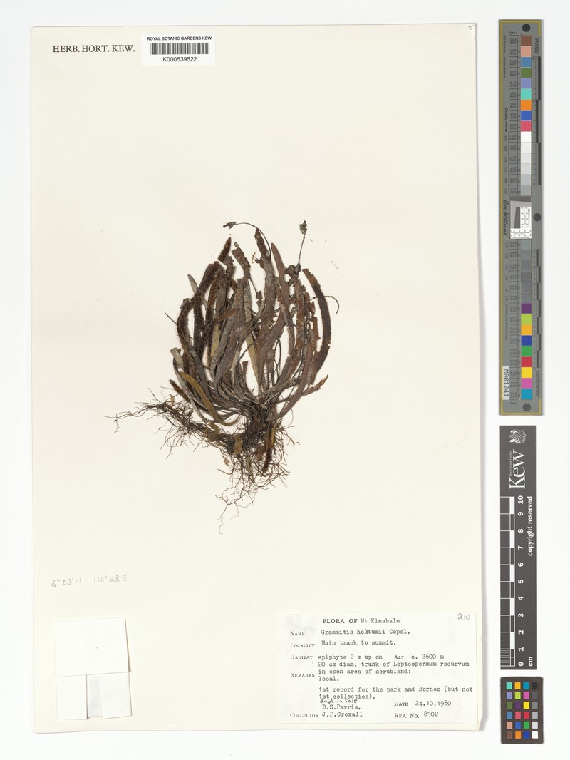 Grammitis holttumii photo 3