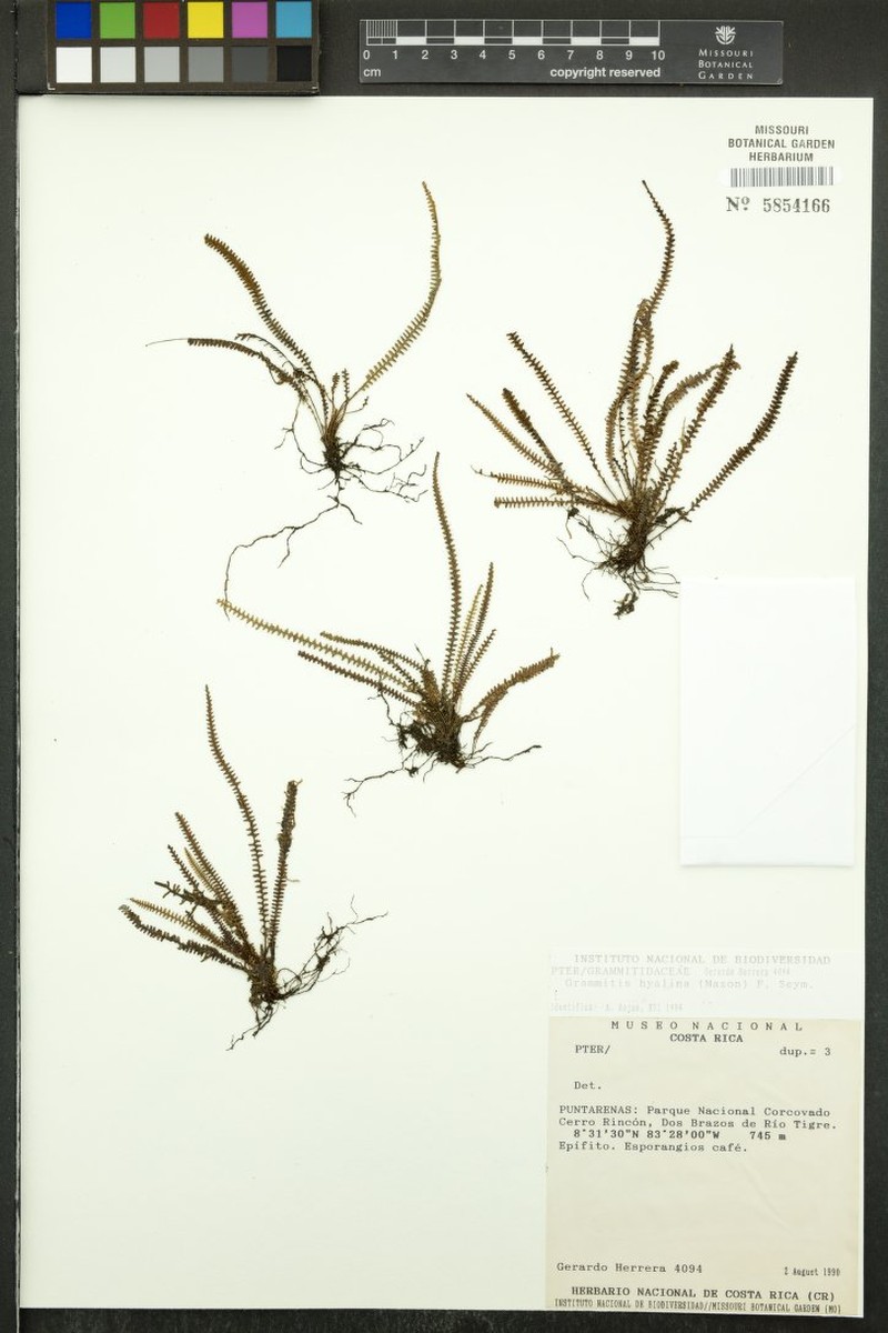 Grammitis hyalina