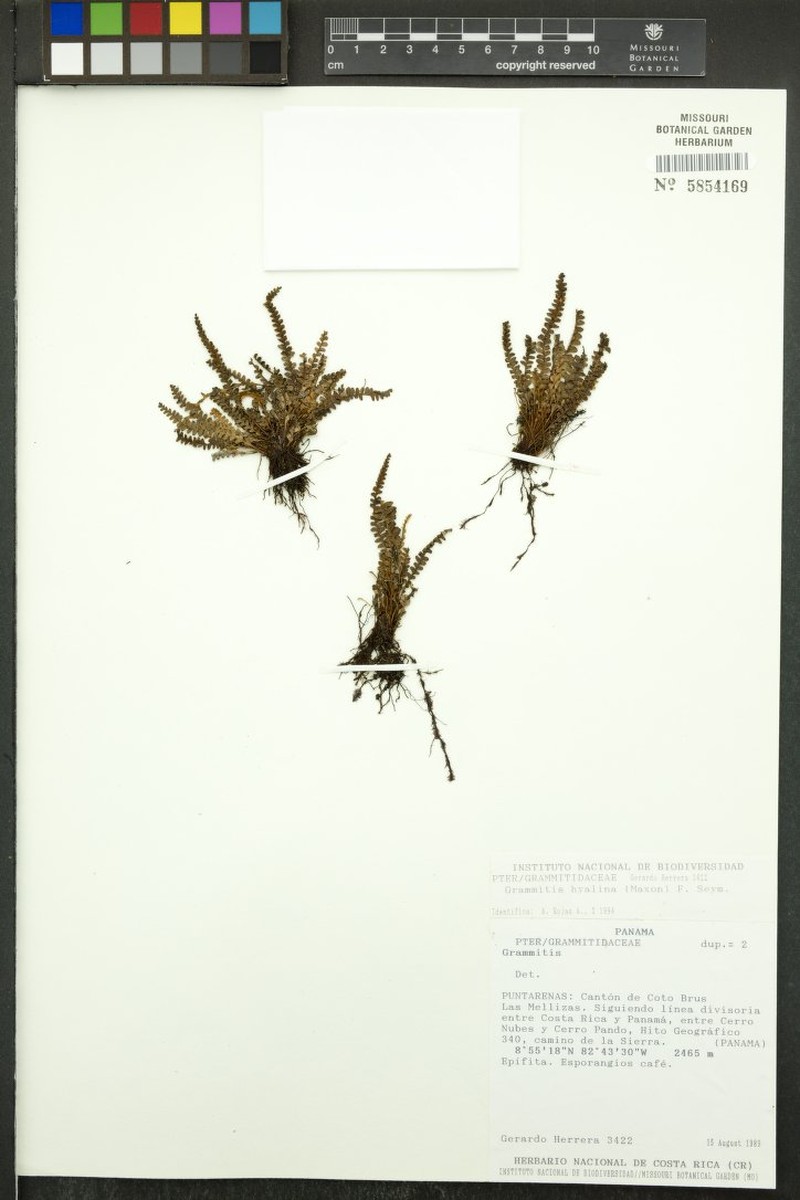 Grammitis hyalina photo 2