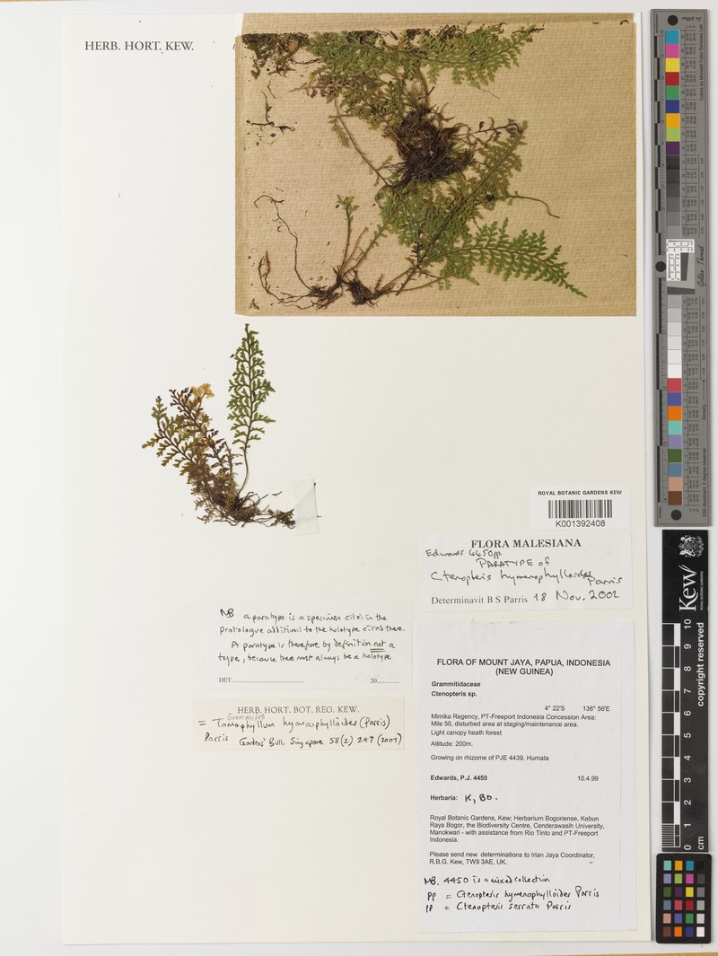 Grammitis hymenophylloides