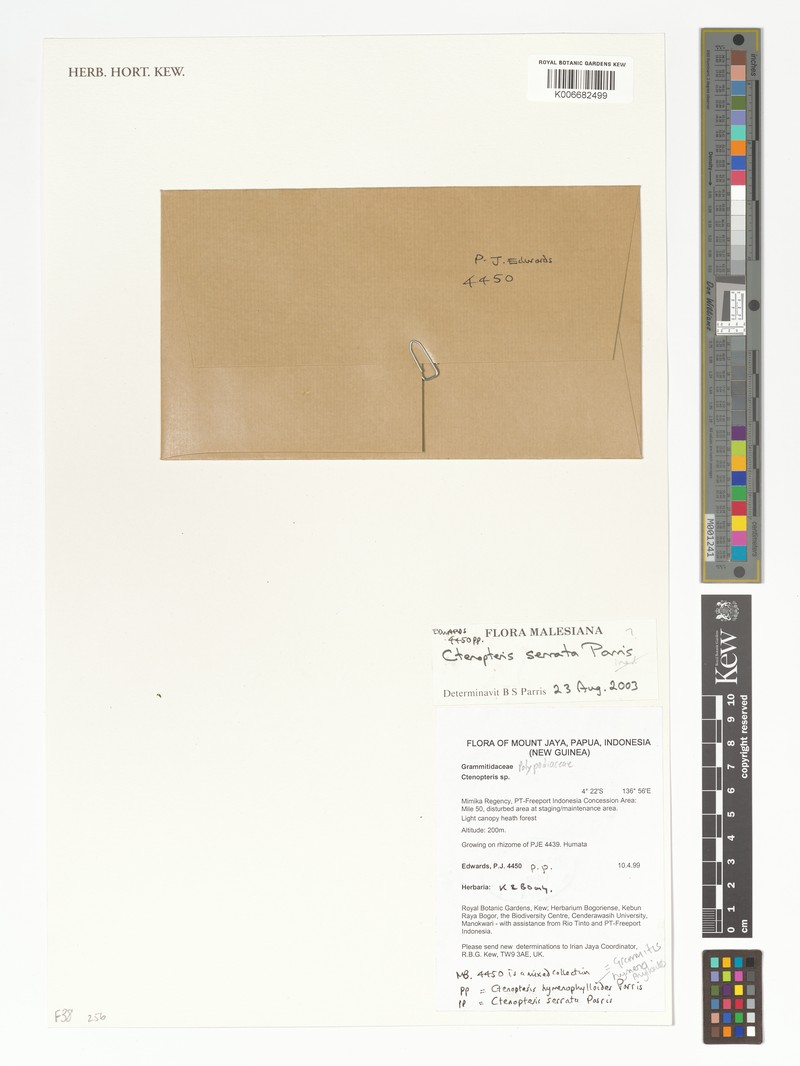 Grammitis hymenophylloides photo 2