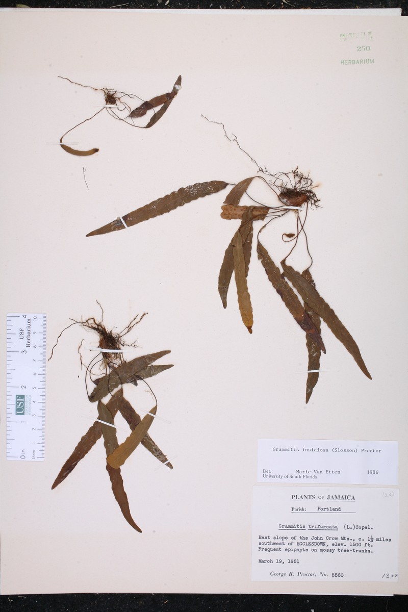 Grammitis insidiosa