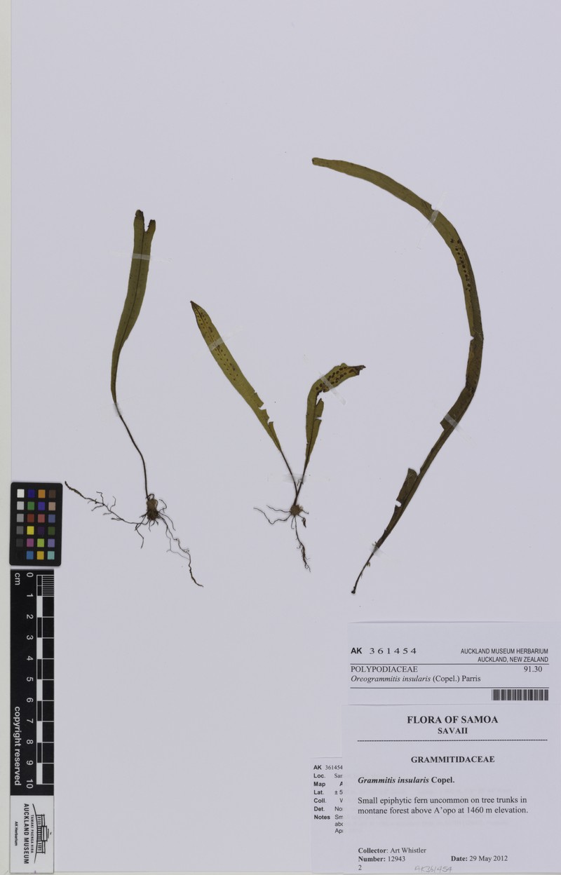 Grammitis insularis