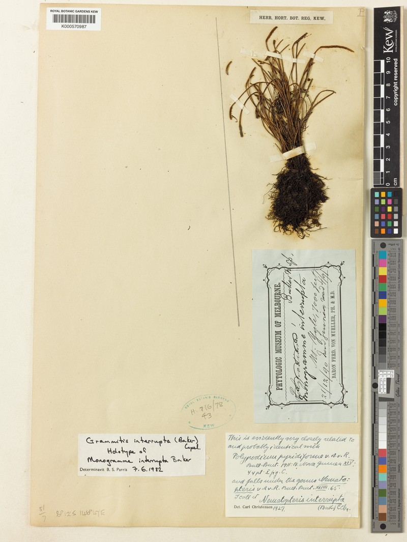 Grammitis interrupta