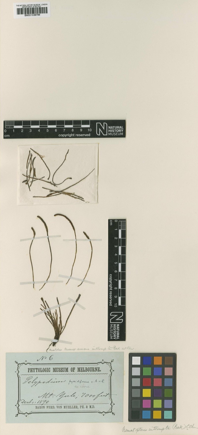 Grammitis interrupta photo 2