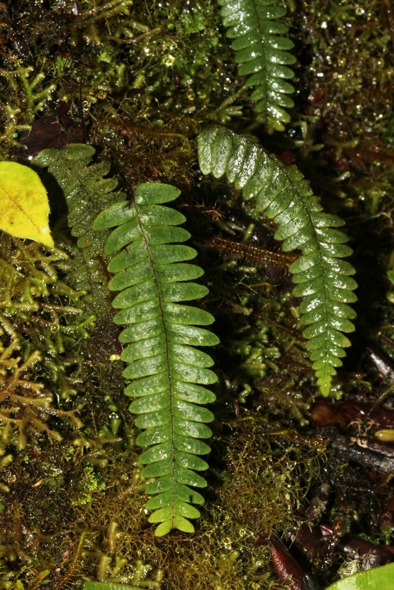 Grammitis intonsa