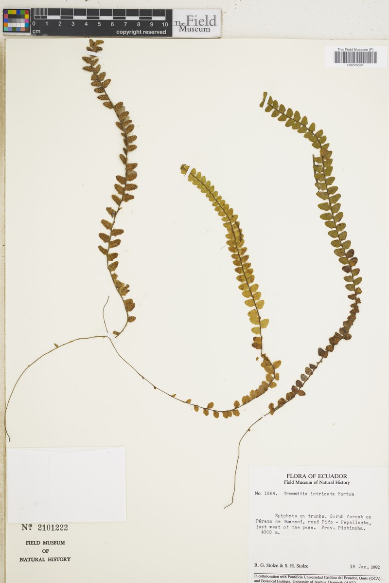 Grammitis intricata