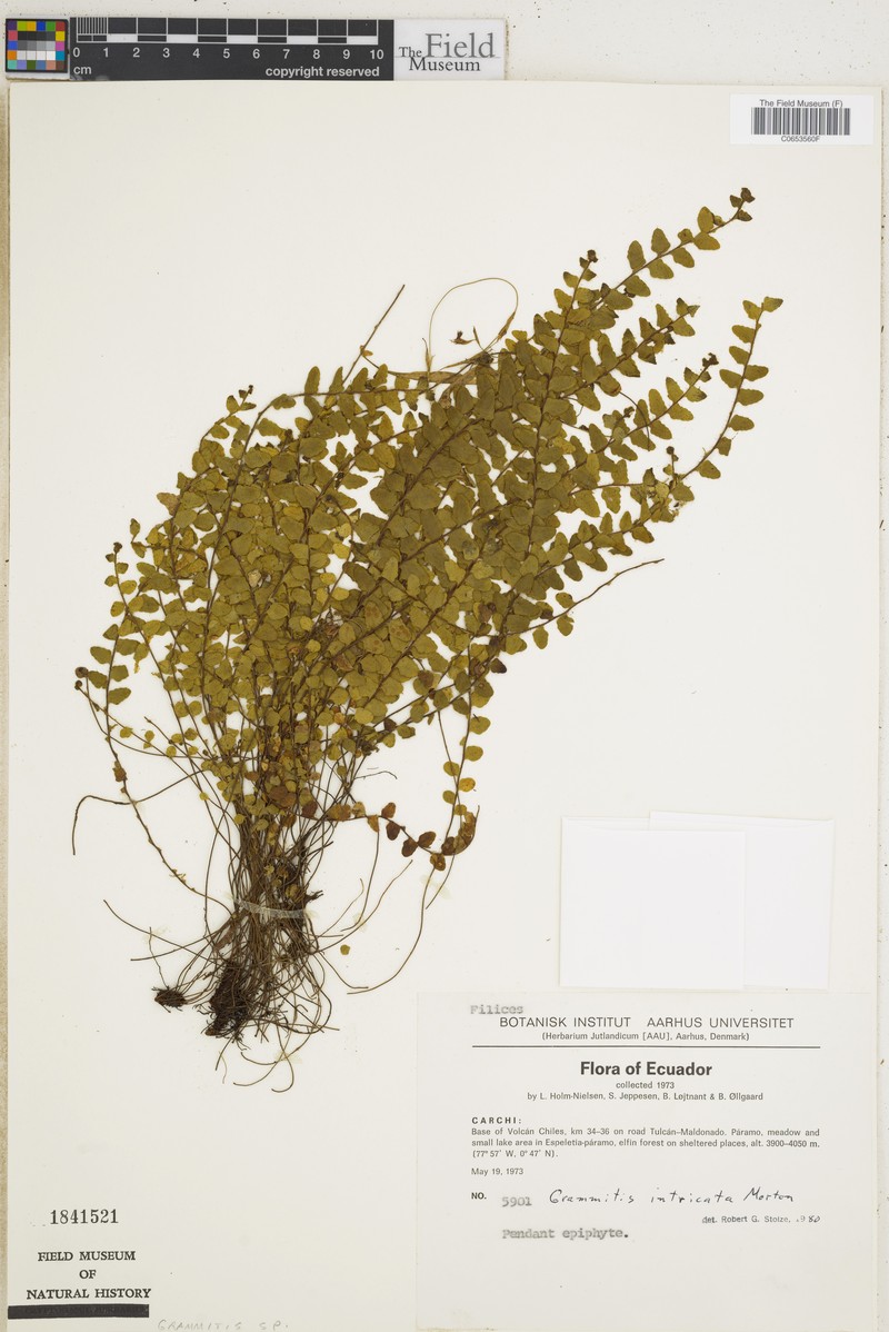 Grammitis intricata photo 2