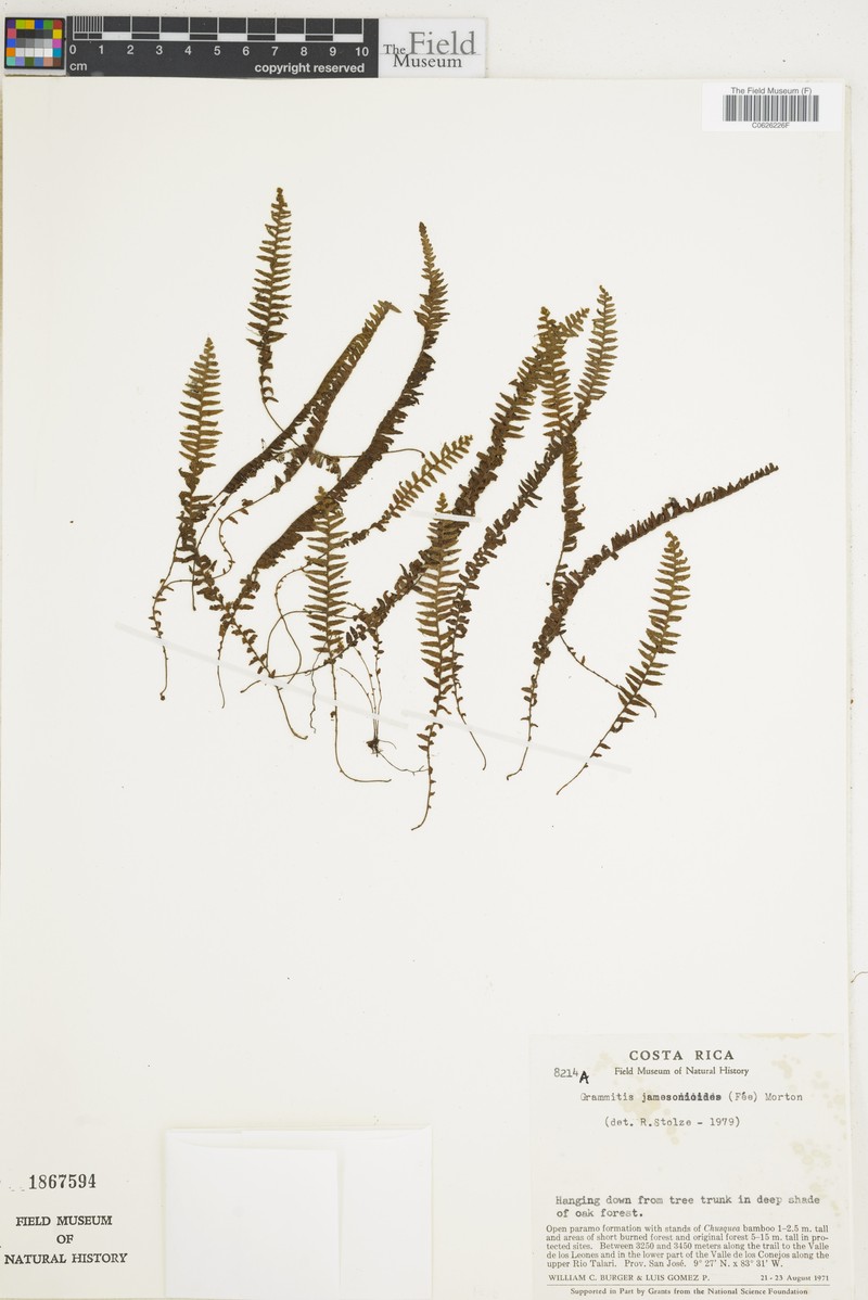 Grammitis jamesonioides