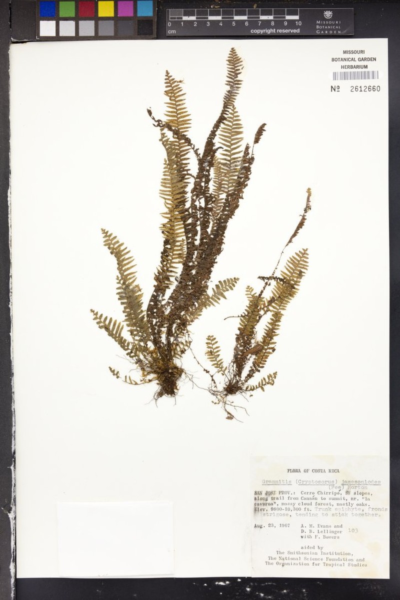 Grammitis jamesonioides photo 2