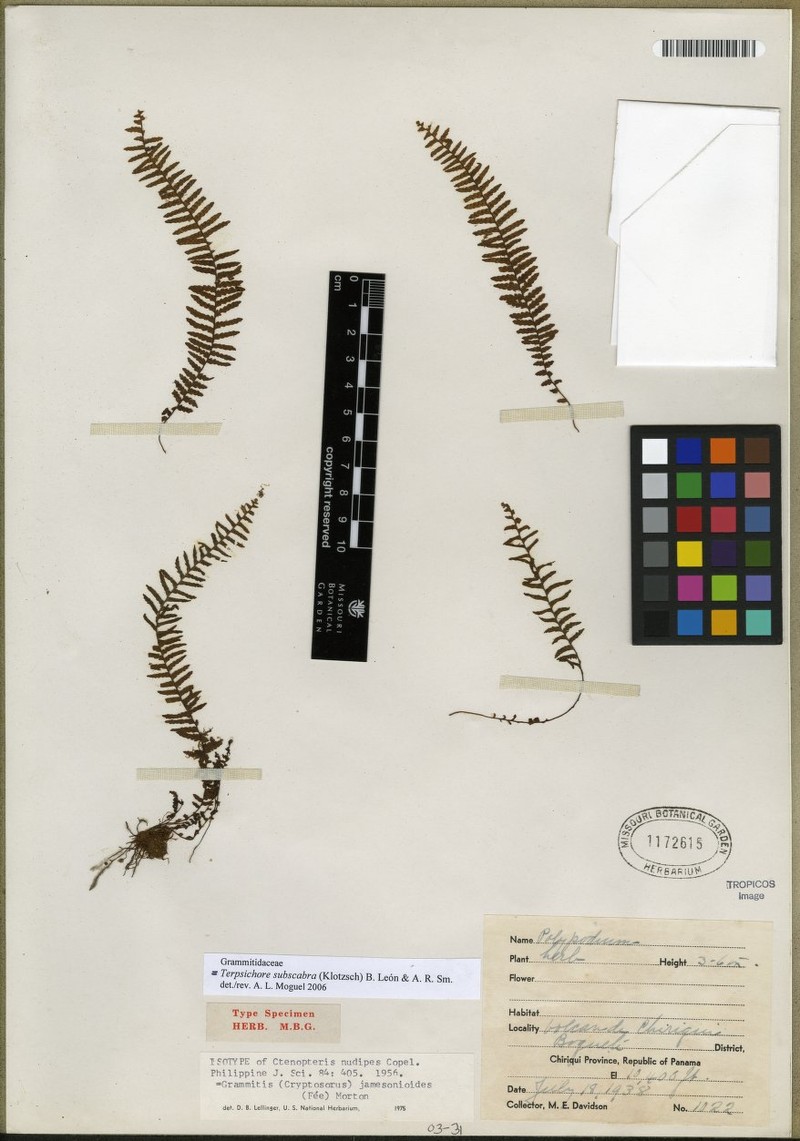 Grammitis jamesonioides photo 3