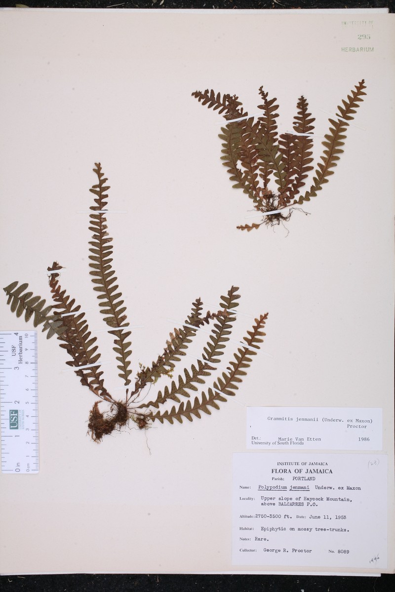 Grammitis jenmanii