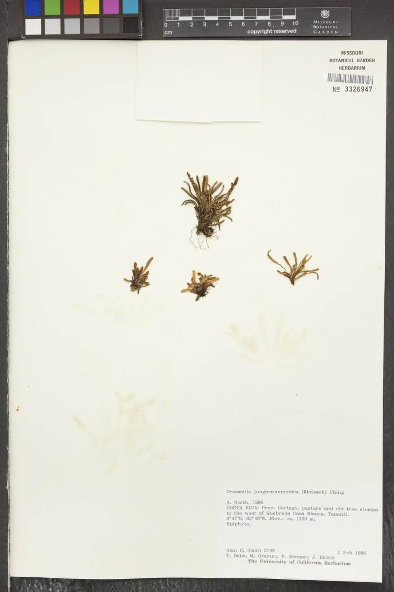 Grammitis jungermannioides