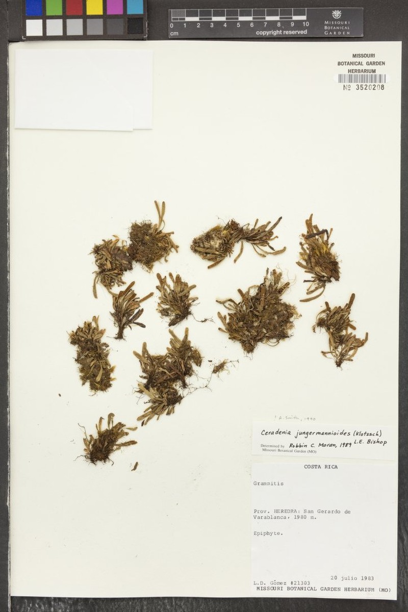 Grammitis jungermannioides photo 2