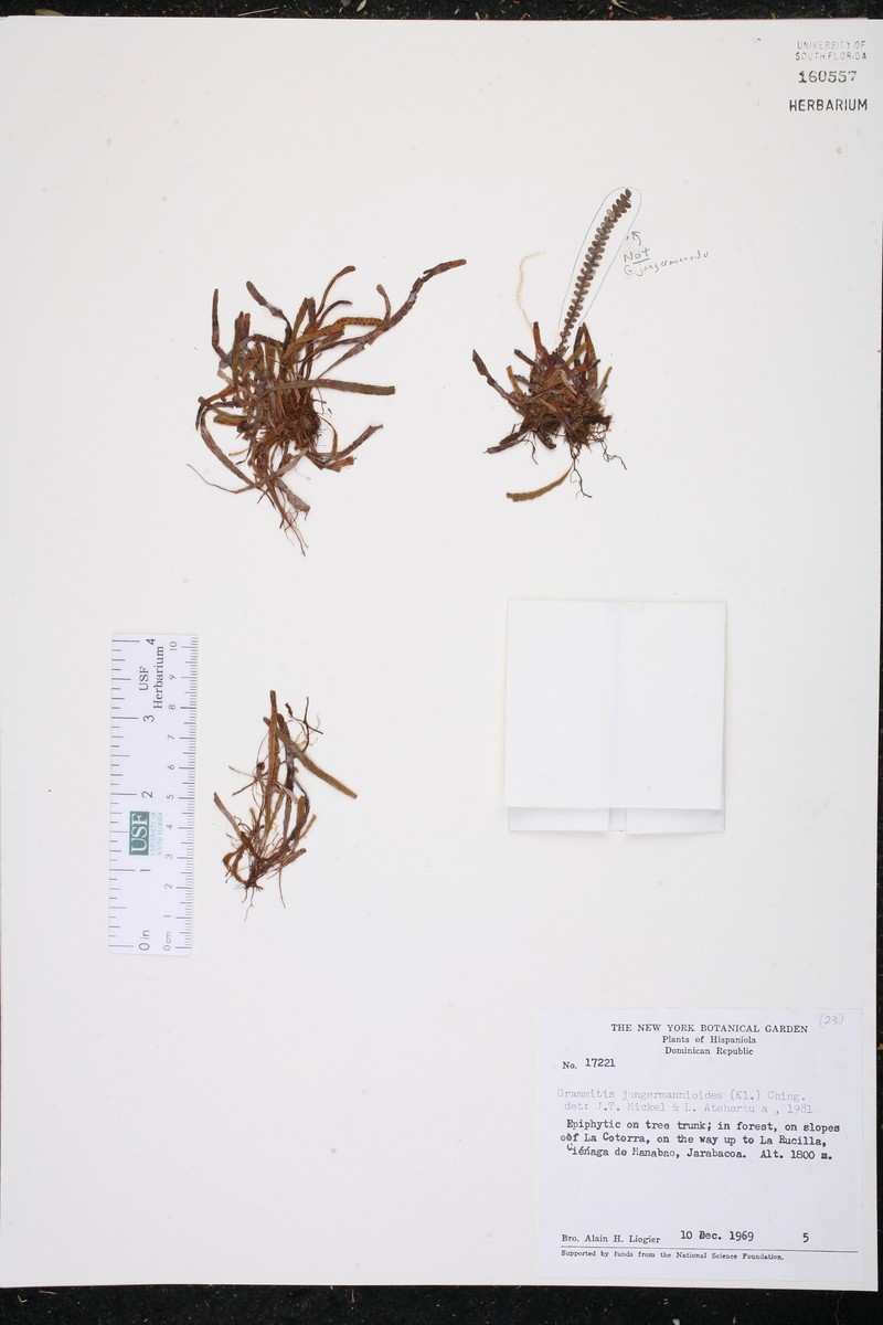 Grammitis jungermannioides photo 3