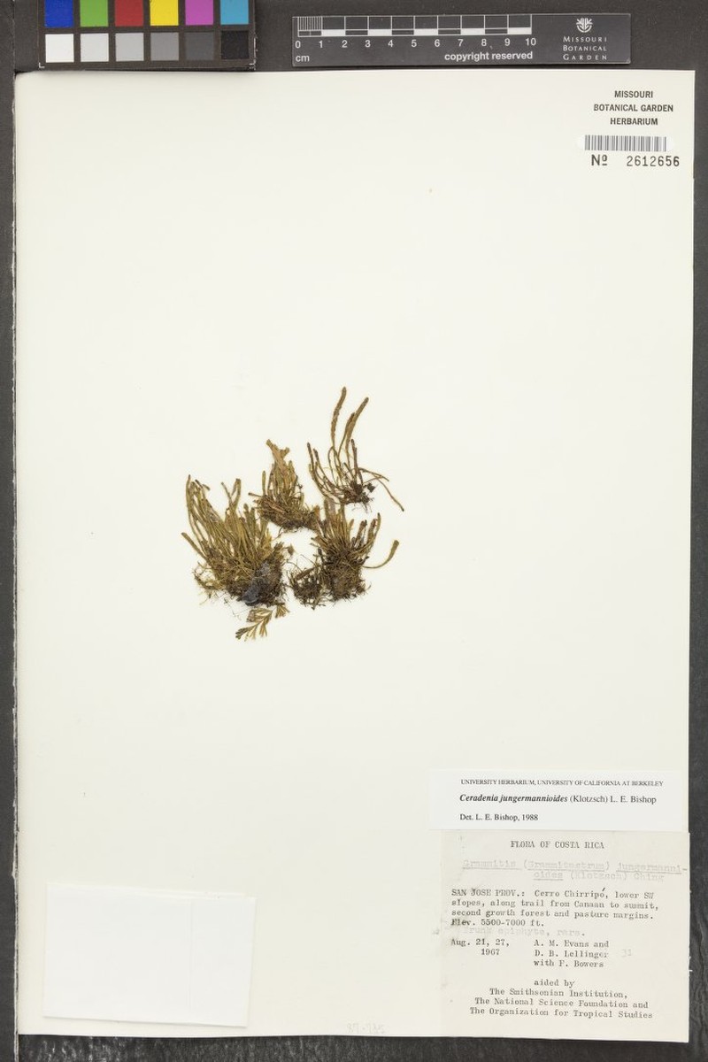 Grammitis jungermannioides photo 4