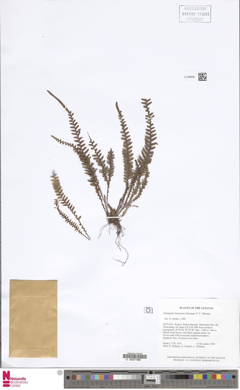 Grammitis kaieteura