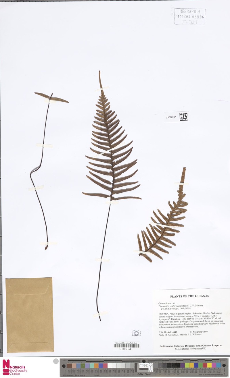 Grammitis kalbreyeri