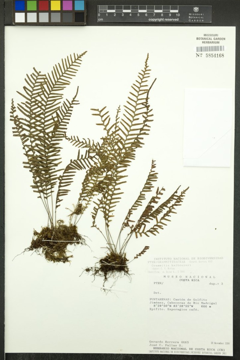 Grammitis kalbreyeri photo 2