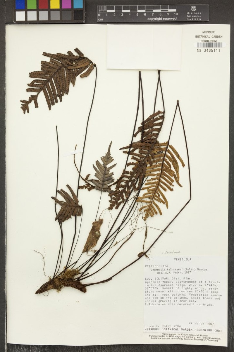 Grammitis kalbreyeri photo 3