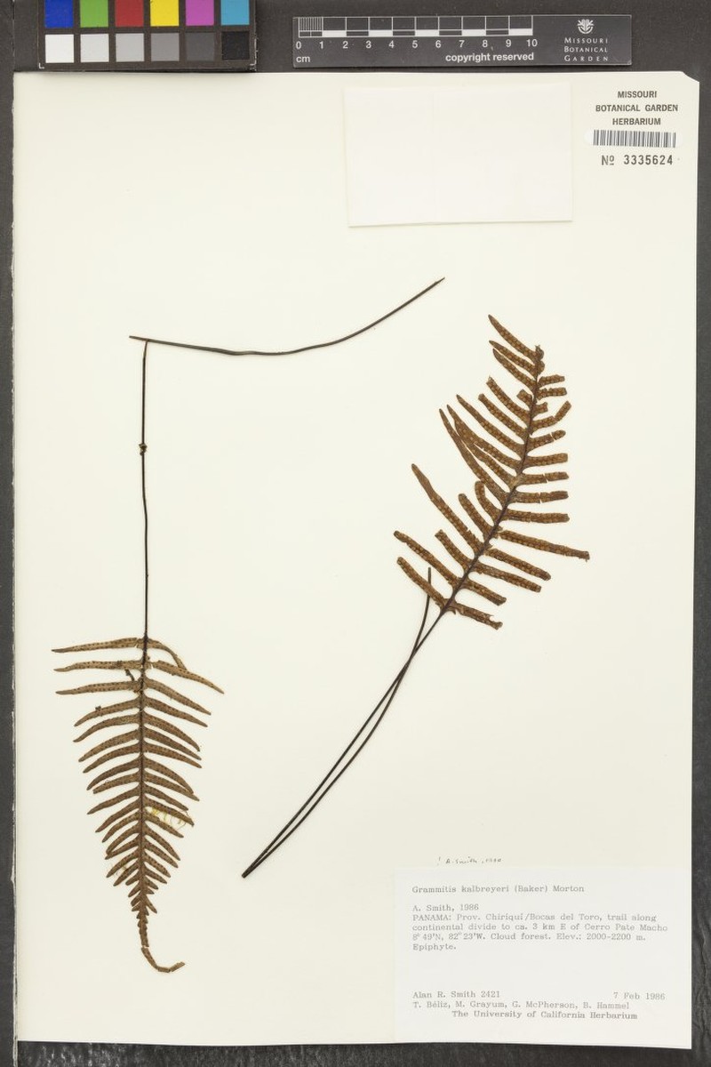 Grammitis kalbreyeri photo 4