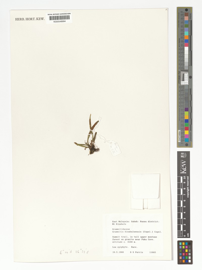 Grammitis kinabaluensis