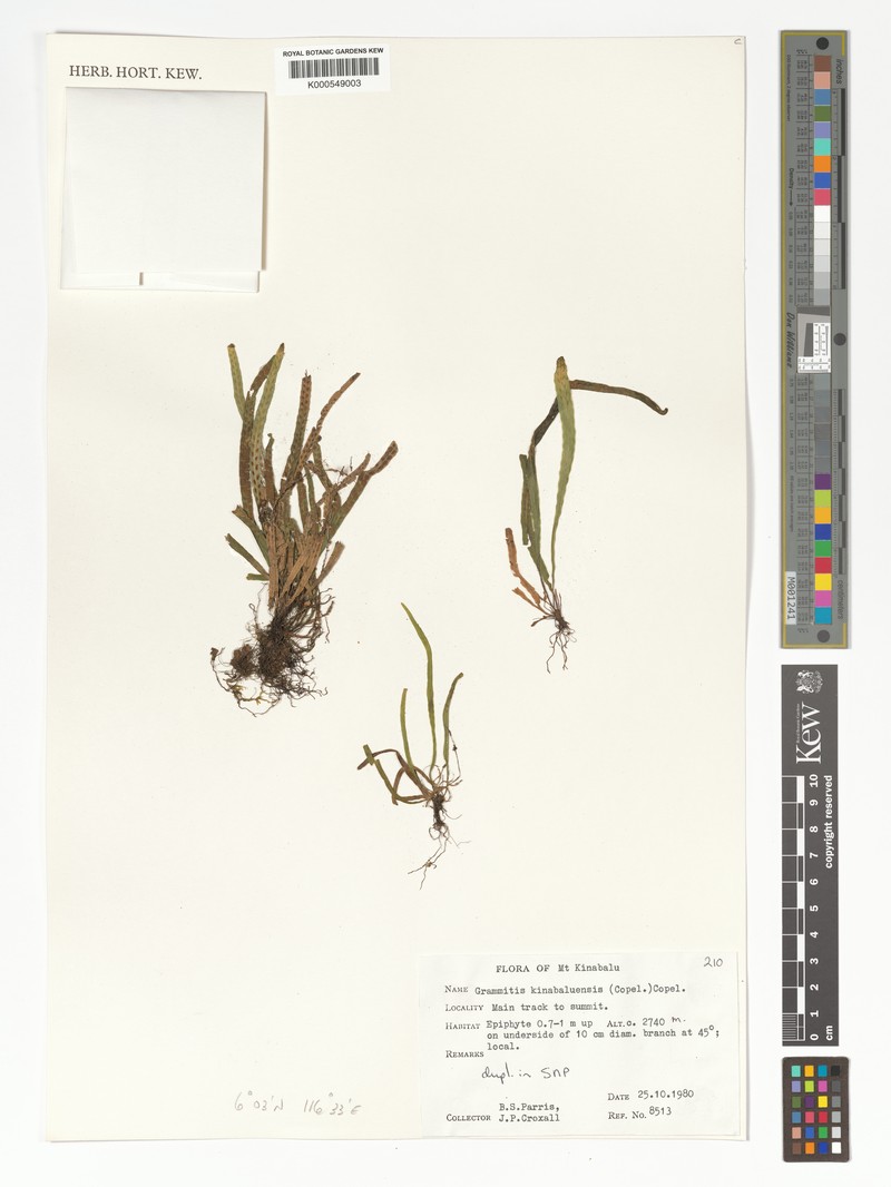 Grammitis kinabaluensis photo 2