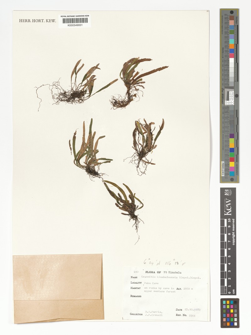 Grammitis kinabaluensis photo 3