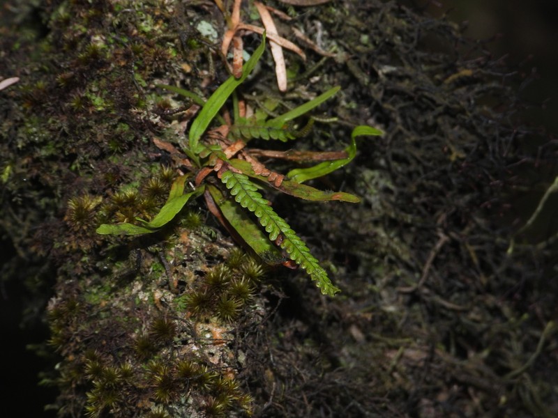 Grammitis knowltoniorum