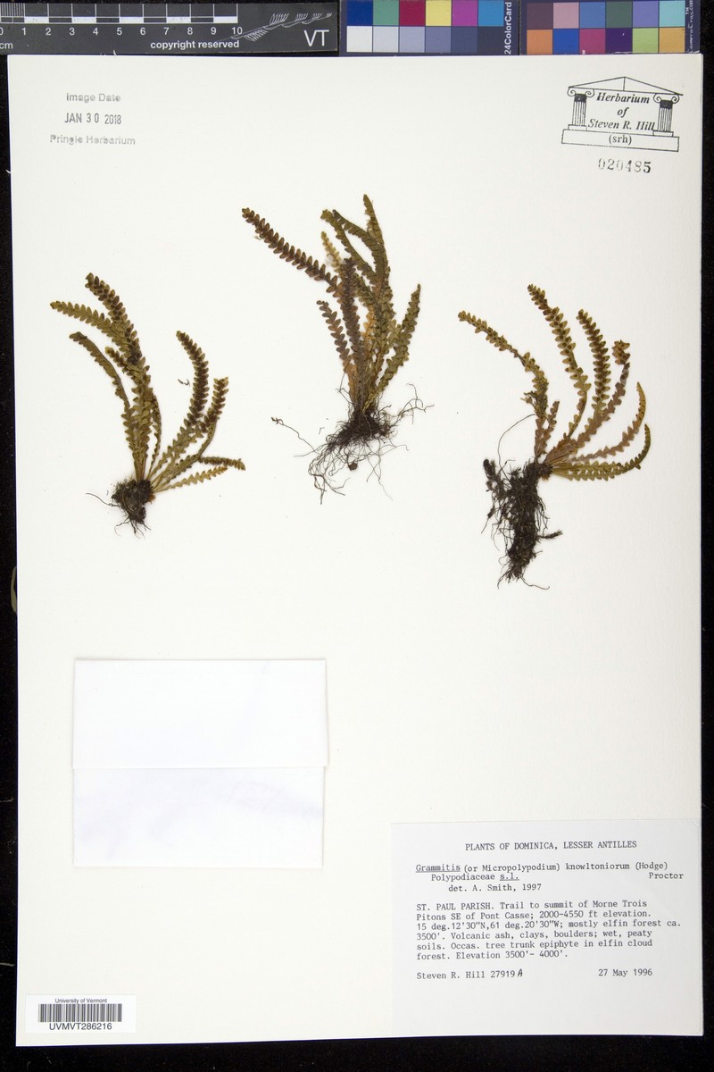 Grammitis knowltoniorum photo 2